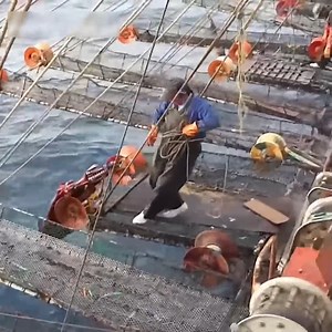 118K views · 223 reactions | Giant squid off the deep sea | Nature Love | Facebook