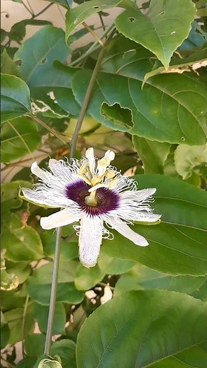 Watch a Passion Fruit Flower Bloom in Seconds