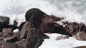 Wild America S07:E704 - Minnesota Mink