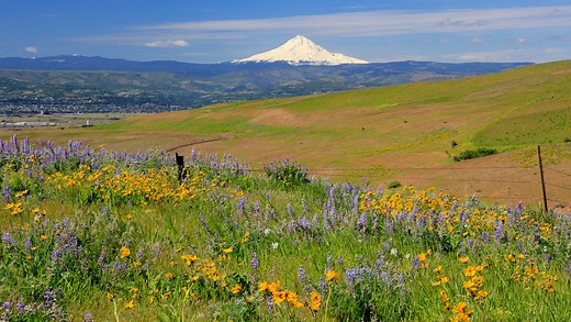 Peak bloom: Guide to Oregon's wildflower hotspots and the best times to visit