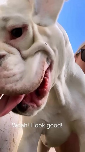 My boxer is always making me laugh! 😍 #sassyvonmountaincrest #sassythewhiteboxer #boxer #iloveher #funnydogreels #funnymemes Boxer lovers Boxer Madness Boxer Dog Bonanza Boxer_dog_lovers I Love My Dog Dogs of Instagram I Love Dogs We Rate Dogs Addicted to boxerdog Boxer lovers ✅ Boxer Lovers ♥ Boxer Moms®️ Boxer Lovers Community | Sassythewhiteboxer