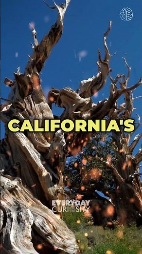 Methuselah: The World's Oldest Living Tree, a Bristlecone Pine