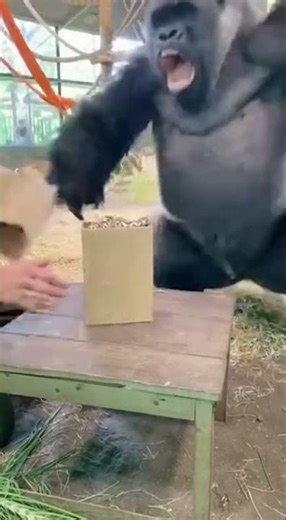What Would You Do If a Gorilla Saw a Snake During a Magic Trick?
