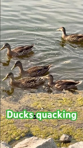 Ducks quacking