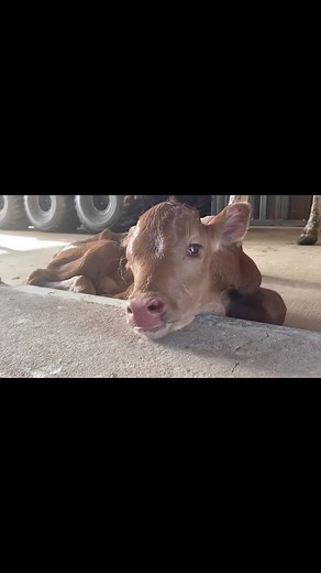 My Ruby Sue turned 1!!! This was one of the most challenging babies to get to live and I’m so thankful she fought to be here. We love you Ruby Sue #longhorns #rubysue #baby | Ima Survivor Donkey and Farm Animal Sanctuary