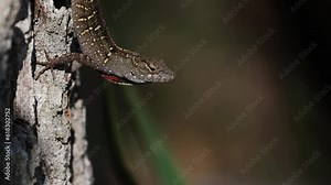 Brown anole lizard displaying in Florida