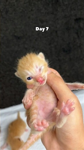 Timelapse kitten needs help #catvideos #cat #kitten #timelapse #rescuecat
