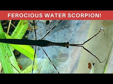 Fierce Aquatic predator/Ambush hunter: THE WATER SCORPION! Everything you need to know!