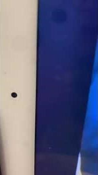 Blues Clues “MailTime” song reversed