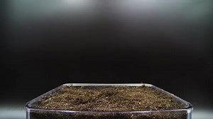 Boxlapse | Growing purple basil time lapse. More on youtube, link in bio! 🥳 #purplebasil #microgreens #timelapsevideo #timelapse #gardening #nature... | Instagram