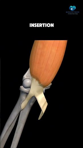 Biceps Brachii Muscle || Origin, Insertion, Nerve supply, Action || animation