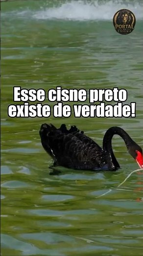Você Nunca Viu Um Cisne Negro Assim #wildlife #incrível
