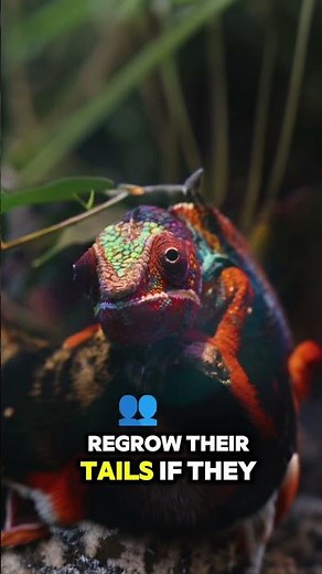 5 AMAZING FACTS ABOUT REPTILES 🦎🤯 #animals #reptiles #didyouknow #facts