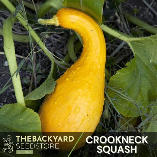 Yellow Crookneck Squash Seeds: Heirloom, Non-gmo (25  Seeds) - Etsy