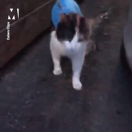 16K views · 176 reactions | Such a clever cat  | Metro | Facebook