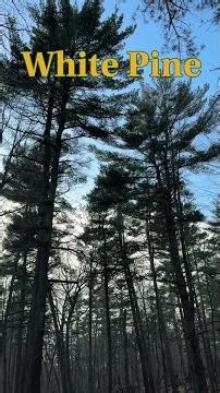 Miles of Trees - White Pine