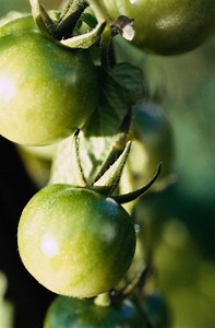Ideal Humidity for Indoor Tomato Plants
