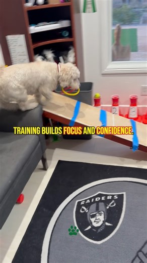 Training builds focus. Challenges build confidence. A sharper dog starts with calm, consistent guidance. #barkbusters #trainwithtrust #calmdog | Bark Busters Boca Raton