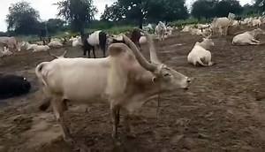 Nuer Bull Roaring in cattle camp Part 7 | Par Jokyielà Yam