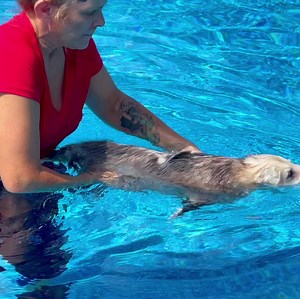 Whilst our Kewpie is resting this morning, Crash had him some healthy bone & muscle aquatic exercise in the pool. Swimming is very good exercise for the wildlife. It’s good for muscles and bones. I have used this with the deer at times too. I never leave an animal in unattended. All wildlife naturally knows how to swim and/or get across water. Yes, this is another probably unknown thing I do that y’all didn’t know about. I just usually can’t post it because I’m always in the water with them, but