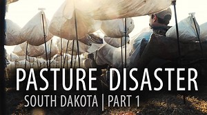 12K views · 161 reactions | The delayed spring snow goose migration...