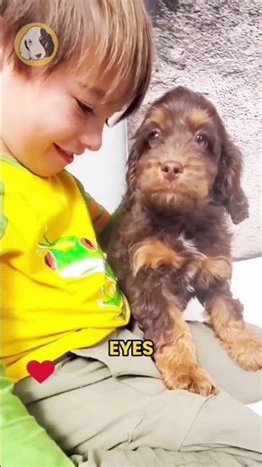 Say hello to Moose, the F1 Cockapoo boy with fluffy curls, soulful eyes, and a big heart to match