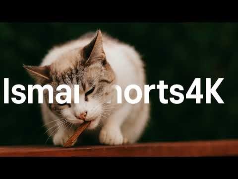 🔴 EGG MASTER! 🥚 Incredible Chinese Egg Burger Skills LIVE 🍳🔥