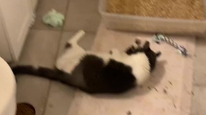 Brooklyn update!! ￼ If you all remember, we posted about a cat who we named Brooklyn was kicked by his owner out of the house and broke his femur and let him roam the streets alone to fend for himself with a broken leg. ￼ Brooklyn is now doing great and looking for an amazing home. | Happy Cat Sanctuary