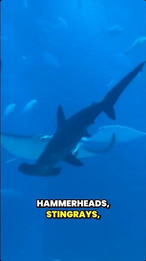 Osaka Aquarium Walking Tour: Inside Japan’s Top Aquarium #osaka #aquarium #whaleshark