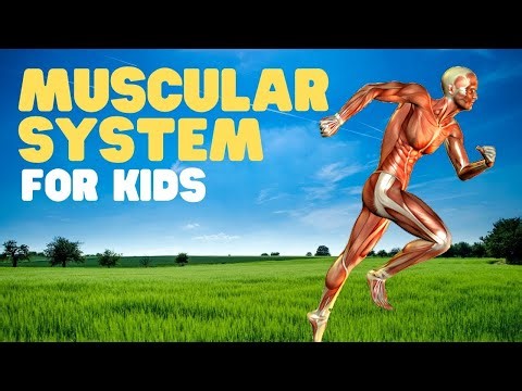 “The Muscular System Explained | Human Body Science”