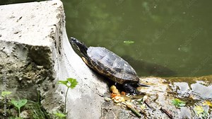 Yellow-bellied slider turtle resting (Trachemys scripta scripta)