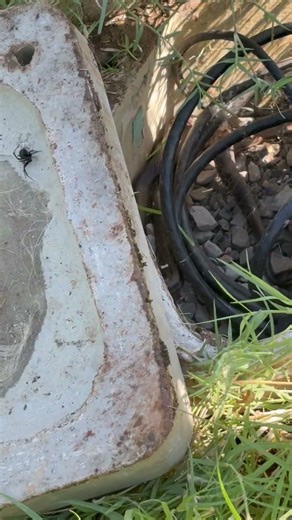 Snake inside of the pull box 😱