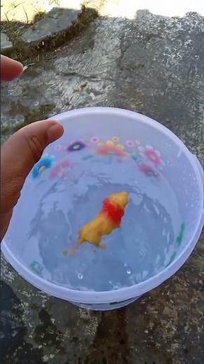 Satisfying Reverse Video Lion King