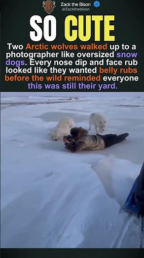 Arctic Wolves Snow Dogs