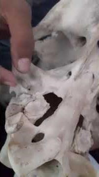 🐎 Skull of Equine |