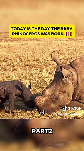 Today is the day the baby rhinoceros was born.#wildlife #animals #animals #wildanimals
