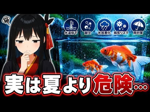 [Goldfish Care] Actually More Dangerous Than Summer... The Real Reason Goldfish Get Sick During t...