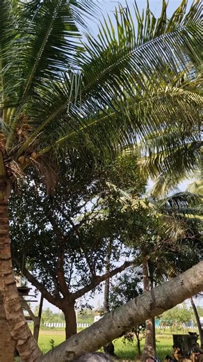 Cuddalore Kaarigaizz 🌟 on Instagram: "Uzhavar Sandhai and Regulated markets kurippu📝🌾🌱 🪴Uzhavar Santhai translates to Farmers' Market in English, referring to a Tamil Nadu government initiative for farmers to sell fresh produce directly to consumers, cutting out middlemen, ensuring fair prices for both farmers (higher) and buyers (lower/reasonable), and providing a platform for technical support and resources for farmers. 🪴A regulated market is an economic system where a government or an a