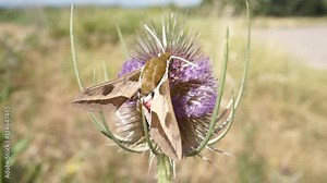hawk moth flying and extracting nectar from a thistle in springtime