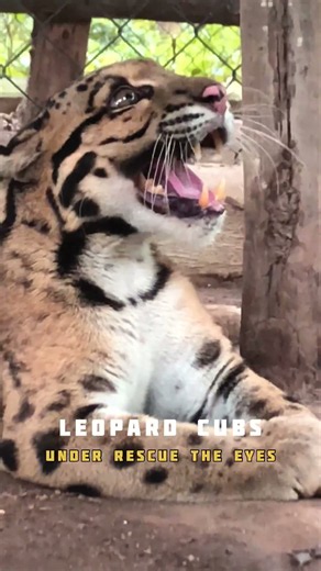 Rescued Clouded Leopard Cub Gets Special Eye Care! 🐆✨ #shorts