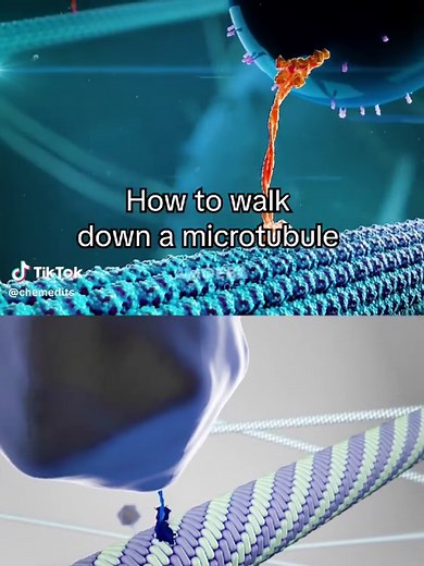 what's your favorite neurotransmitter? source footage from That Chemist Tiny Motor Proteins, Dr. G Bhanu Prakash Animated Medical Videos Molecular Motors : Kinesin, Dynein and Myosin (Animation), Single Cell Animation Kinesin: The Motor Protein That Powers Your Cells!, Kelly Frankel Locomotion of the Kinesin Motor Molecule, Thom Leach Kinesin Walking Animation | 3D Molecular Motor with Cargo review from Hayashi K, Sasaki K. Number of kinesins engaged in axonal cargo transport: A novel biomarker