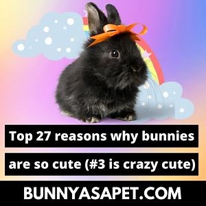 Top 27 Reasons Why Bunnies Are So Cute (#3 Is Crazy Cute)