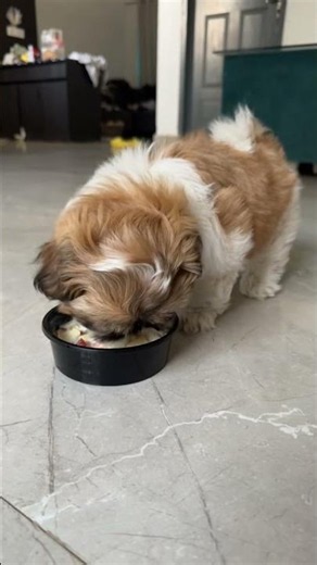 Scooby’s Tiny Apple & Curd Feast 🐶🍎🥣 | Too Cute to Handle!