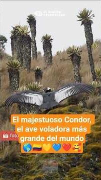 Majestuoso Condor, ave voladora más grande del mundo y vive en #colombia #shorts #viralshorts