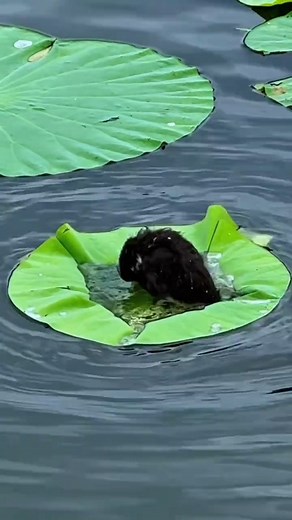 The Cutest Birds for Relaxing, Sleeping, Nature Sounds 🥺✨ #naturephotography #birds #birdsounds #naturelovers #nature #viral #reels #instagram #facebook #youtube #shorts #viralvideo #fashion #love #viralpost #love #trending #fyp #fypシ #fypシ゚viral #foryou #foryoupage #capcut #duet #tiktok Disclaimer: This video was generated using AI tools for entertainment purposes only. | Mr.Nature365