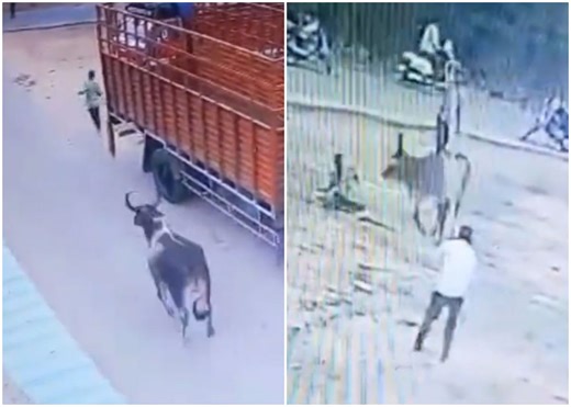Gujarat: Stray Cow Attacks & Tramples Man By Pushing Him To The Ground After Long Chase In Mehsana; Horrific Video Surfaces