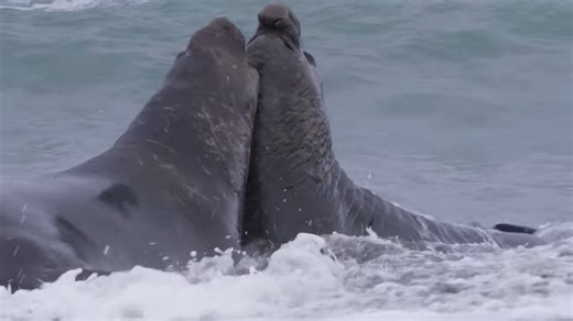 Watch two elephant seals clash in a brutal beach battle