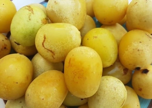 Marula Fruit Magic: What Does Marula Fruit Taste Like? 2026