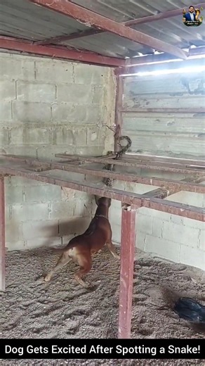 Dog Gets Excited After Spotting a Snake! #snake #wildliferescue #wildlifeentertainment #wildlife