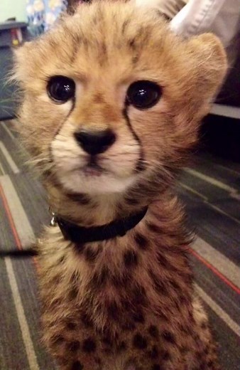 Cheetah Smiles and Stunts: A Fun Compilation